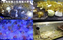 新種追加●自家養殖サンゴ４個をご選択でお届け（ご入札で早期終了）ウミキノコ、ハナヅタブルー、ディスク、スターポリプ等【海水館】_画像8