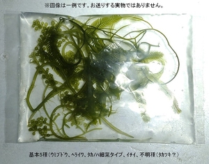 【北海道・離島不可】海藻５種一袋タカノハヅタ　イチイヅタ　ウミブドウ　ヘライワヅタ　タカツキヅタ？　【海水館】