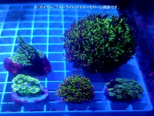 自家養殖サンゴ５点　アザミサンゴ３パターン　ハナガサ　シコロ？サンゴ【海水館】沖縄北海道不可