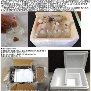 新種追加●自家養殖サンゴ４個をご選択でお届け（ご入札で早期終了）ウミキノコ、ハナヅタブルー、ディスク、スターポリプ等【海水館】の画像7