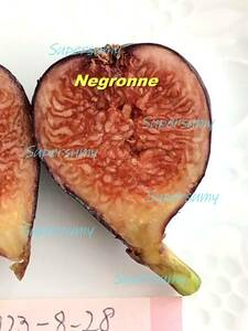 イチジク 品種ネグローネ幼苗(収穫確認済み)