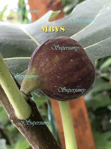 イチジク 品種MBVS幼苗(収穫確認済み)