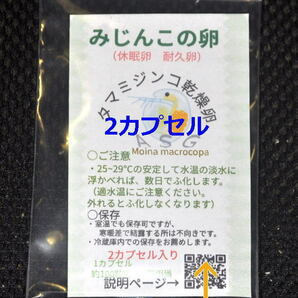 2024年度産 メダカのエサ 国産純粋  タマミジンコ 乾燥卵 2カプセル 約200粒 約400匹相当の画像2