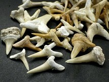 サメの歯 化石 ５０ｇパック 鮫の歯 Shark teeth fossils 歯 詰め合わせ シロワニザメ 鮫 モロッコ フォッシル 送料無料_画像4