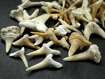 サメの歯 化石 ５０ｇパック 鮫の歯 Shark teeth fossils 歯 詰め合わせ シロワニザメ 鮫 モロッコ フォッシル 送料無料_画像5