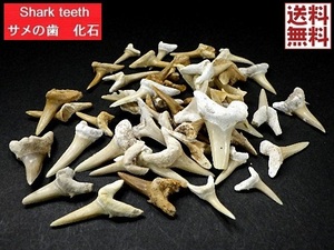 サメの歯 化石 ５０ｇパック 鮫の歯 Shark teeth fossils 歯 詰め合わせ シロワニザメ 鮫 モロッコ フォッシル 送料無料