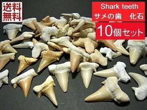 サメの歯 化石 １０個セット 鮫の歯 Shark teeth fossils モロッコ産 全国送料無料