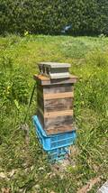 日本蜜蜂の分蜂群　送料無料_画像2