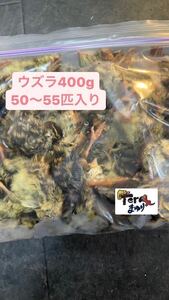 《冷凍ヒナウズラ》10パック約550羽入り(この商品のみ送料無料)