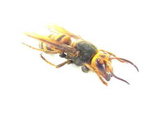 兵庫県川西市産ヒメスズメバチ・女王ハチ（標本）　30㎜オーバー　美麗仕上がり品_画像5