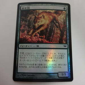 H006 中古 トレカ マジックザギャザリング MTG 若き狼 Young Wolf 日本語 Foil 闇の隆盛の画像1