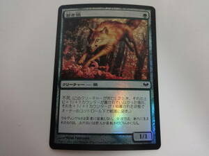 H006 中古 トレカ マジックザギャザリング MTG 若き狼 Young Wolf 日本語 Foil 闇の隆盛