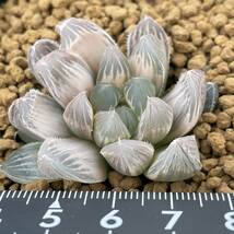 （≧∇≦）多肉植物 ハオルチア ブラックオブツーサ錦　白琥珀斑_画像3