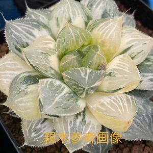 （≧∇≦）多肉植物 ハオルチア ジュリアナ　カキ仔　　　　　1枚目は親木参考画像です。出品苗は2枚目からです。