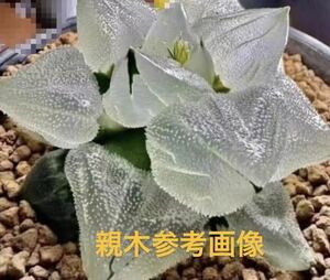 （≧∇≦）多肉植物 ハオルチア ピグマエアミュータントの実生からの特異苗です。入荷直後で未発根です。