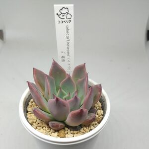 colorata'lindsayana'（イトウ）　×　苺恋　 ココニコ　エケベリア　 多肉植物