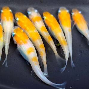 小町 稚魚 1５匹＋保障分２匹 １７匹  メダカ  めだかの画像5