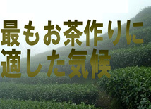 メール便送料無料 黒烏龍茶35g お試し少量パック ウーロン茶 ダイエット茶 台湾 高級　本格直輸入 本格茶葉 リーフ 中国茶 美食同源_画像7