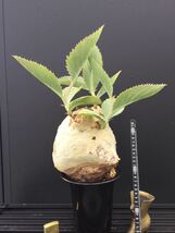 キフォステンマ セイチアナ　Cyphostemma seitziana 塊根　冬型植物　ビザールプランツ_画像4