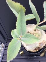 キフォステンマ セイチアナ　Cyphostemma seitziana 塊根　冬型植物　ビザールプランツ_画像6