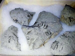 【 メタセコイア 球果 レア 】新生代第三紀 200万年前 化石 東京都 八王子市 美品 木箱 箱付き レア 貴重 290g