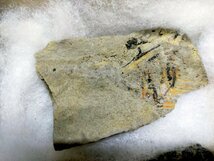 【メタセコイア・フウ・その他 広葉樹】中新世 800万年前 化石 葉片 埼玉県深谷市本田 楊井層 木箱 箱付き 美品 379ｇ_画像6