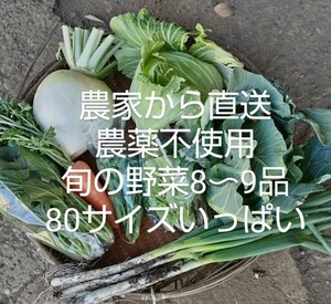 農家直送　旬の野菜8〜9品セット　農薬不使用栽培　サラダ野菜中心　春野菜　レタス　アレッタ　80サイズ【伝ちゃん農園】4