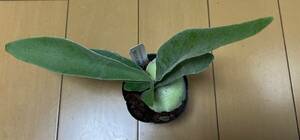 P.Wolverine(P.veitchii Auburn river × P.willinckii) staghorn fern uruva Lynn 