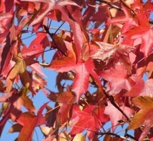 momiji buffing u kind 80 bead maple bonsai for real raw for . leaf leaf maple seeds deciduous tree . leaf amber bar m kokedama for small bowl for America fu maple 