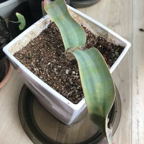 奇想天外 訳あり 苗 キソウテンガイWelwitschia Mirabilis ウェルウイッチア ミラビリス の画像2