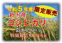 ◆在庫処分・数量限定◆『令和５年産新潟産コシヒカリ 玄米２０kg ７,２００円』送料無料 精米無料です⑪_画像1