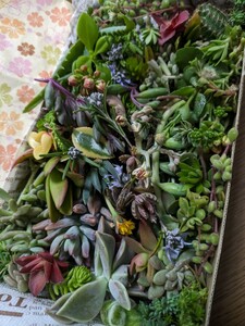 多肉植物カット苗 箱にいっぱい！ 25種類