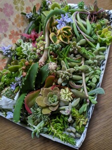 多肉植物カット苗 箱にいっぱい！ 25種類