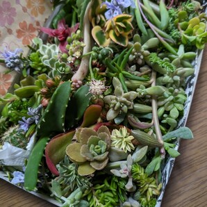 多肉植物カット苗 箱にいっぱい！ 25種類