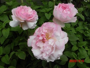 東北震災支援感謝！★薔薇物語★イブ系★イヴ№2★接木苗