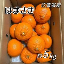 【日本最安値？！】JA唐津　はまさき　5kg サイズ　3L〜M_画像2