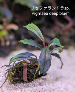 ブセファランドラsp.Pigmaea deep blue（ピグマエアディープブルー） 完全水中葉