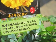 オキザリス　『八重咲黄花』　3.5号　花～つぼみ付_画像8