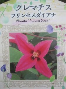 クレマチス２年生苗　『プリンセス　ダイアナ』　15センチポット　葉なし、根の状態です