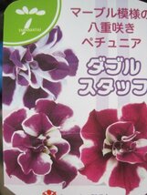 NEW!!ペチュニア苗　栄養系『バイオレットスター』　3.5号ポット　ダブルスタッフシリーズ　ｓｋ_画像3