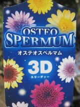 オステオスペルマムの小苗　『３D　ベリーホワイト』　10.5cmポット_画像4