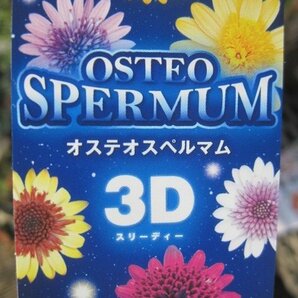 オステオスペルマムの小苗 『３D ディープサン』 10.5cmポット ｓｋの画像7