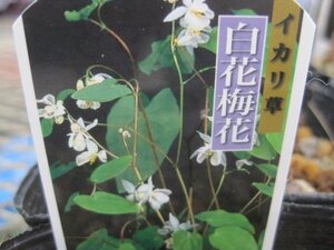 イカリソウ苗　『白花梅花』　10.5CMポット　耐寒性宿根草　