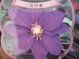 クレマチス苗　『江戸紫』 ２号ポット　ラヌギノーサ系　１年生苗