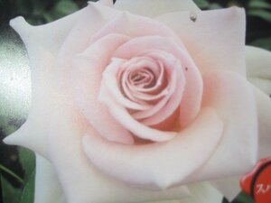 『風花』　香りのバラ苗　　６号角鉢
