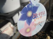 『ピンクファンタジー』　クレマチス苗　　ジャックマニー系　3.5号ポット　TK_画像4
