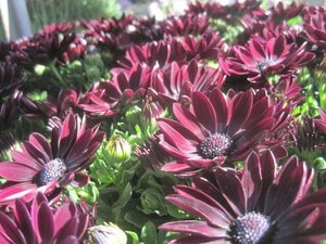 新品種『ガリヤ』　オステオスペルマム苗　10.5cmポット　赤黒の花が目を引く