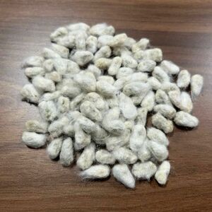 綿の種　約100粒　コットンフラワーの種