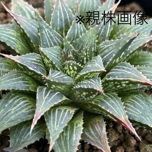 15 ●ハオルチア paradoxaパラドクサ● Haworthia オブツーサ 多肉植物 サボテン アガベ エケベリア 観葉植物 kbtnp