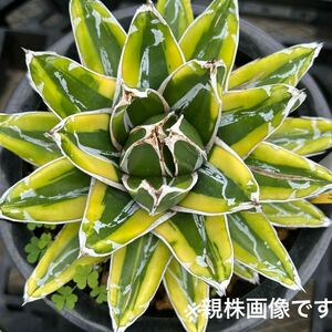 58 ●アガベ 笹の雪錦黄覆輪 輝山 短葉● Agave victoriae-reginae kizanチタノタ オテロイ 多肉植物 サボテン エケベリア 観葉植物 kbtnp